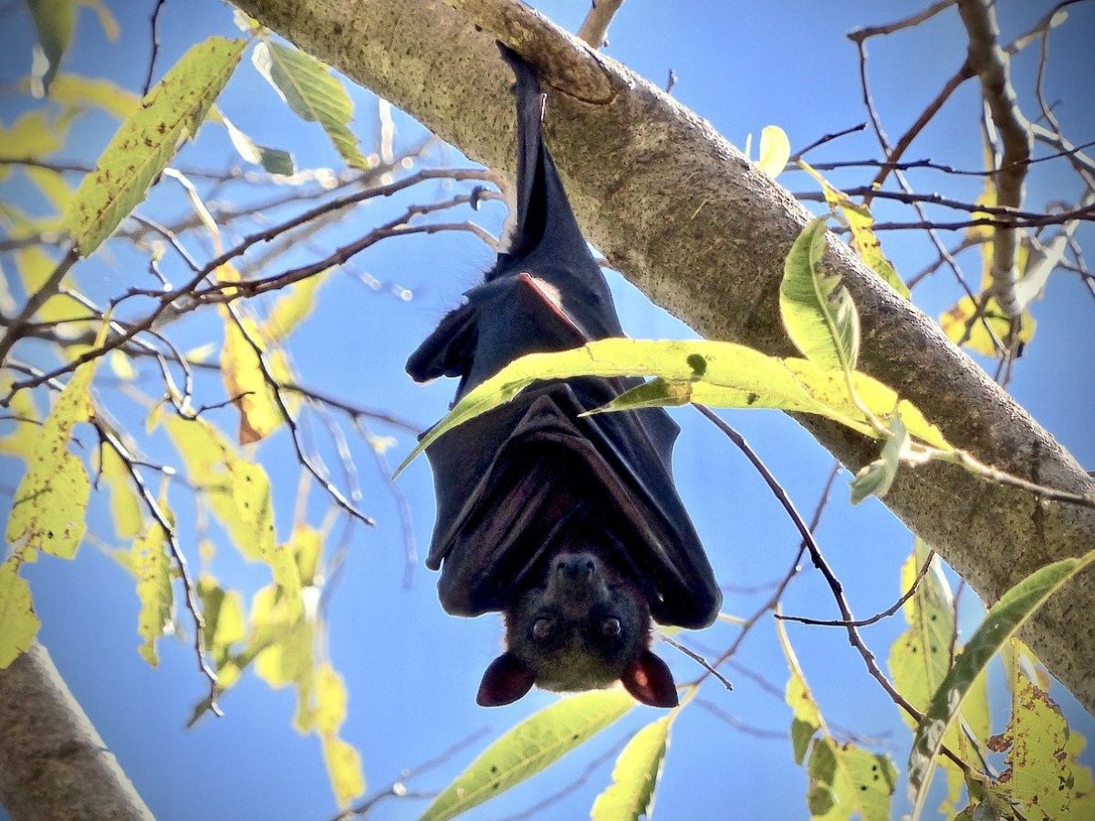 Bats Climate Change