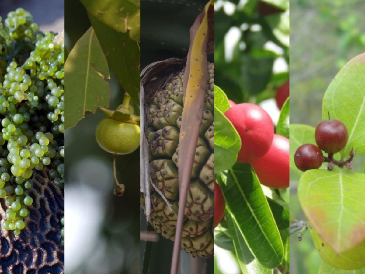Bizarre Fruits of Andaman