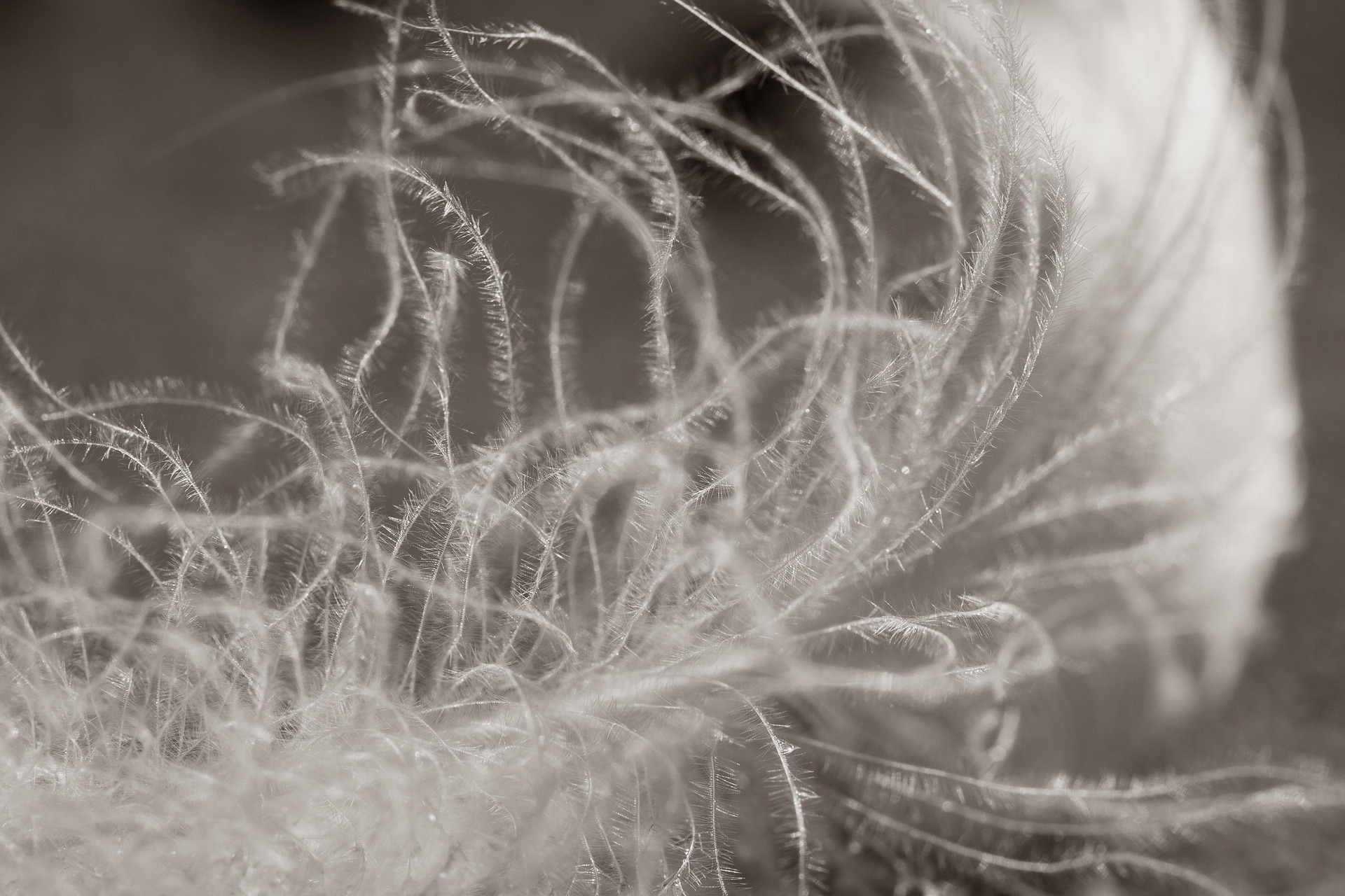 feather-7095765_1920