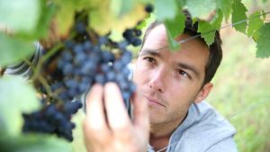 Read more about the article Why Intelligent People Become Wine Experts Faster